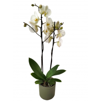 Orchidée phalaenopsis + pot