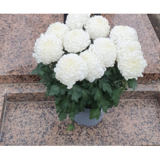 Chrysanthème grosses fleurs