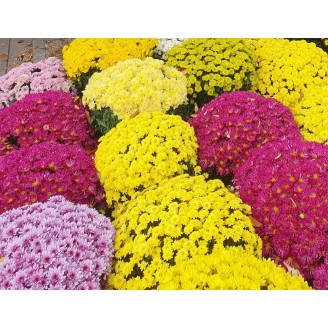 Chrysanthèmes 1 couleur