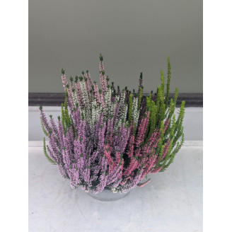 Coupe de bruyères